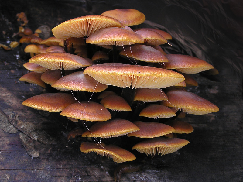 Flammulina velutipes